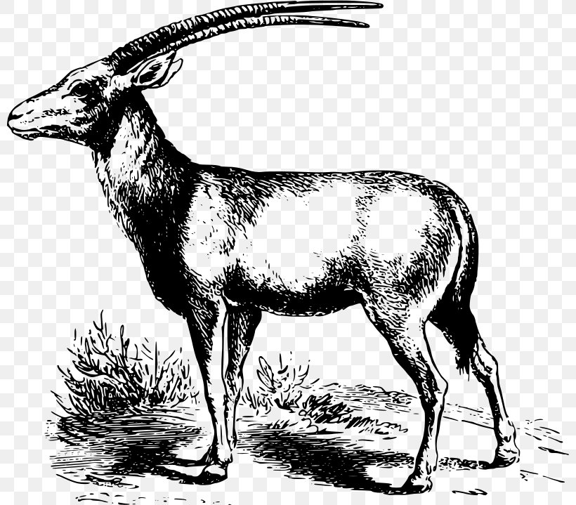 Gemsbok Antelope Pronghorn Clip Art, PNG, 800x719px, Gemsbok, Animal, Antelope, Antler, Arabian Oryx Download Free