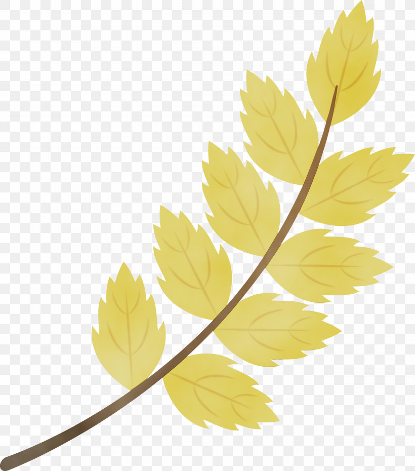 Maple Leaf, PNG, 2644x3000px, Fall Leaf, Autumn, Autumn Leaf, Autumn Leaf Color, Biology Download Free