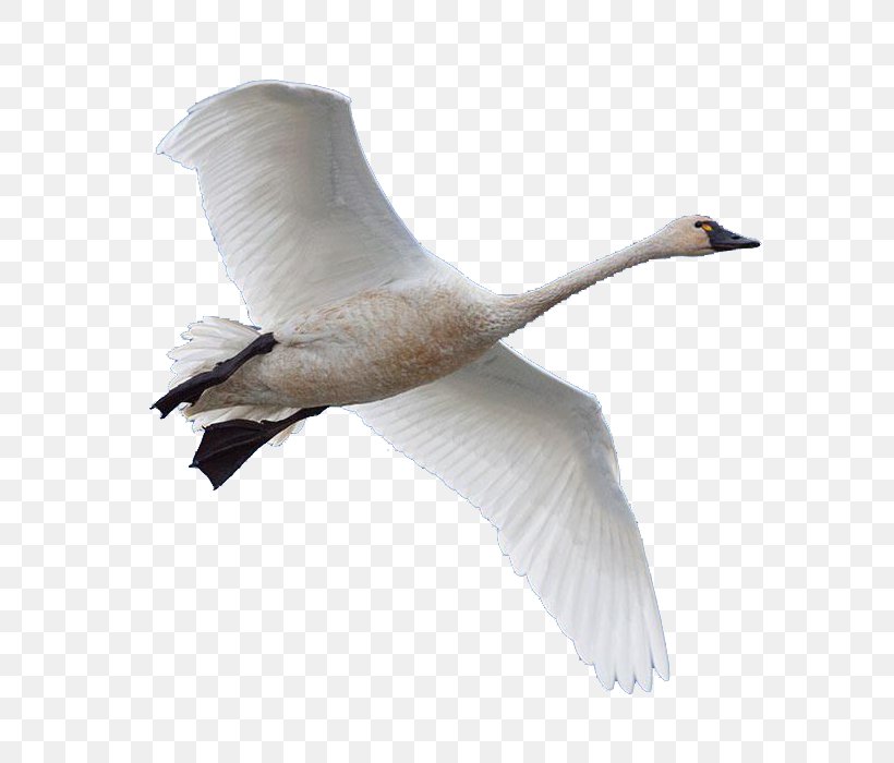Swan Goose Bird Domestic Goose, PNG, 700x700px, Swan, Beak, Bird, Domestic Goose, Ducks Geese And Swans Download Free
