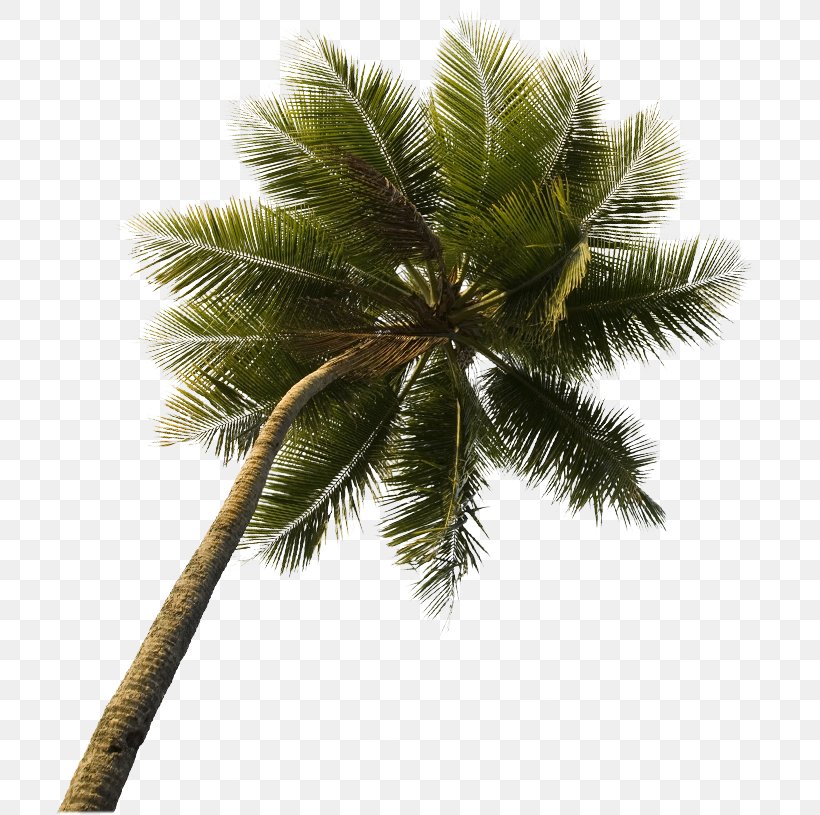 Asian Palmyra Palm Law Office Of Victor Bakke, ALC Criminal Defense Lawyer Coconut, PNG, 717x815px, Asian Palmyra Palm, Arecaceae, Arecales, Borassus, Borassus Flabellifer Download Free