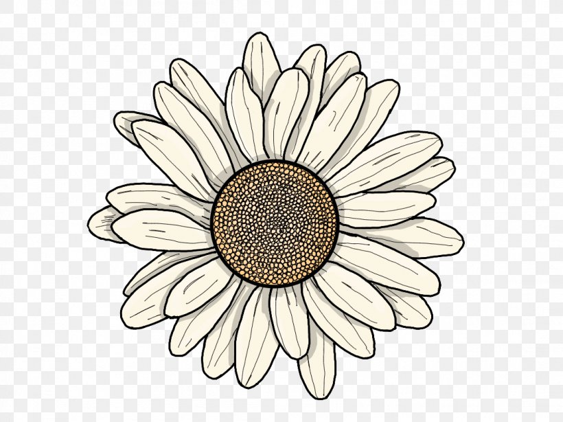 Common Sunflower YouTuber Drawing Transvaal Daisy, PNG, 1106x829px, Common Sunflower, Cut Flowers, Daisy, Daisy Family, Drawing Download Free
