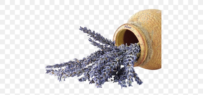 English Lavender Flower Jar, PNG, 484x386px, English Lavender, Color, Commodity, Earl Grey Tea, Flower Download Free