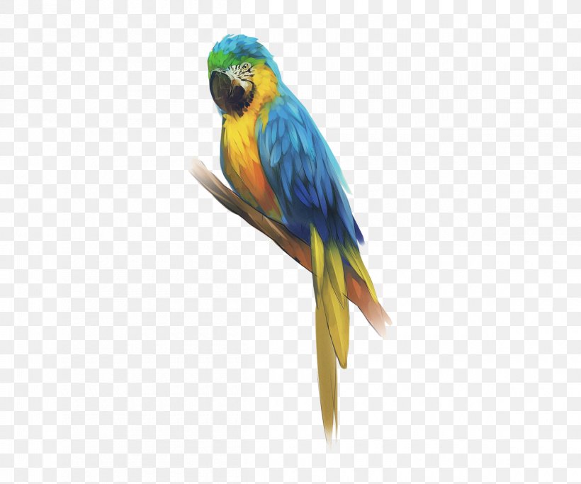 Budgerigar Bird Sketch Macaw Parakeet, PNG, 1200x1000px, Budgerigar, Beak, Bird, Common Pet Parakeet, Feather Download Free