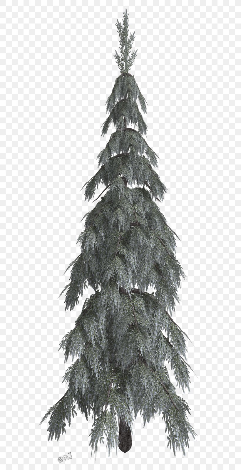 Christmas Tree Spruce Fir Pine, PNG, 593x1600px, 2018, Tree, Black And White, Branch, Christmas Download Free