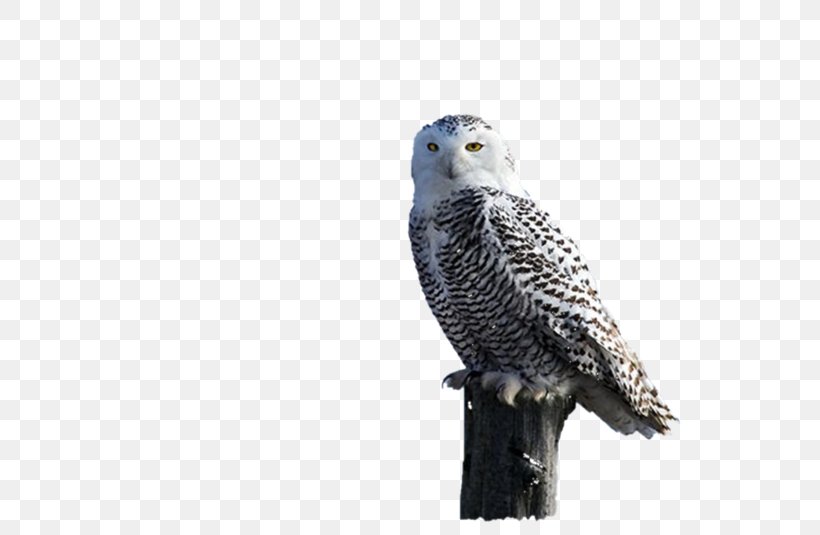 Owl Hawk Fauna Eagle Beak, PNG, 800x535px, Owl, Beak, Bird, Bird Of Prey, Eagle Download Free