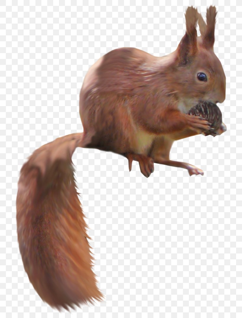 PhotoScape Tree Squirrel, PNG, 726x1079px, Photoscape, Animation, Computer Mouse, Fauna, Gimp Download Free