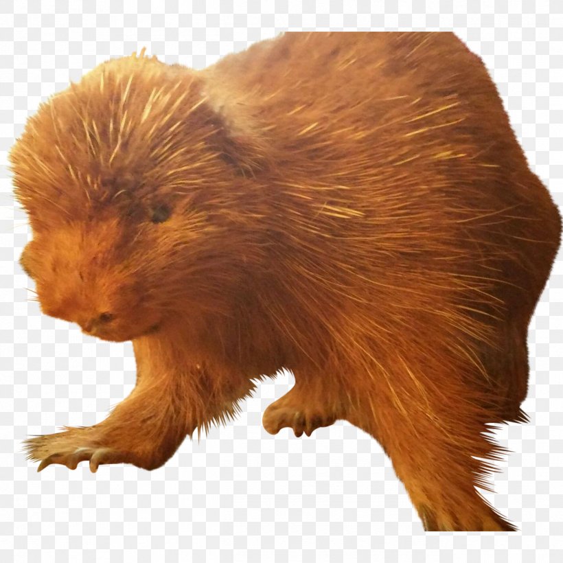Beaver Fur Terrestrial Animal Snout, PNG, 1298x1298px, Beaver, Animal, Fauna, Fur, Mammal Download Free
