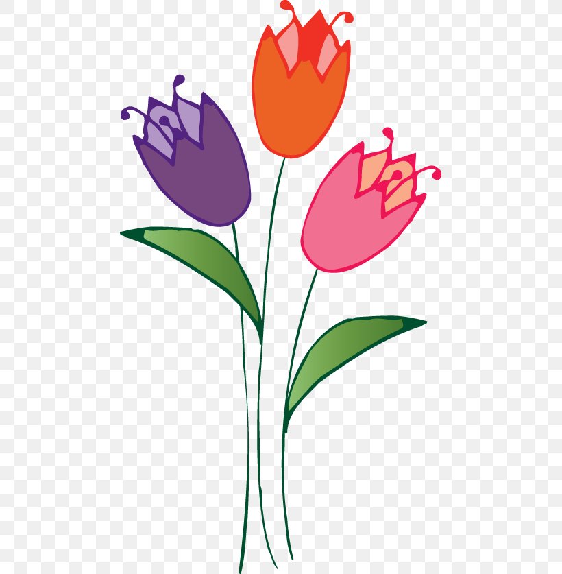 Clip Art Tulipa Humilis Flower, PNG, 469x837px, Tulipa Humilis, Botany, Broadcasting, Crocus, Cut Flowers Download Free