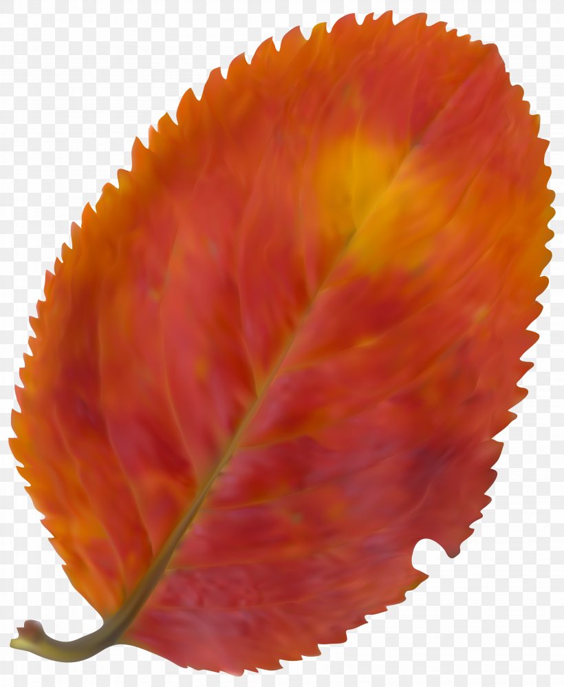 Clip Art, PNG, 3286x4000px, Leaf, Art, Autumn, Autumn Leaf Color, Orange Download Free