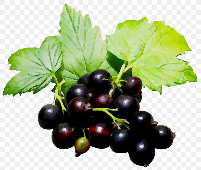 Gooseberry Zante Currant Grape Clip Art Food, PNG, 1398x1184px, Gooseberry, Berries, Berry, Bilberry, Blueberry Download Free