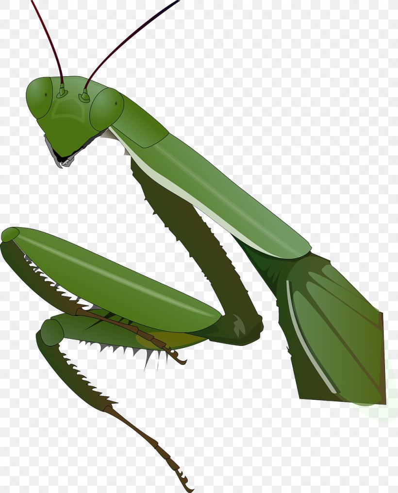 Insect Mantis Clip Art, PNG, 1034x1280px, Insect, Arthropod, Drawing, Grasshopper, Image File Formats Download Free