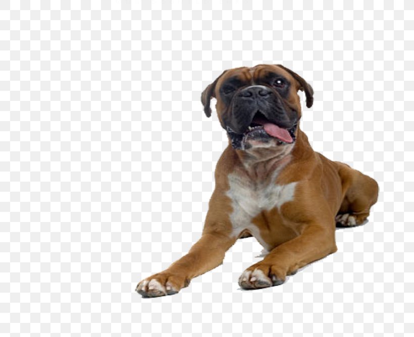 Valley Bulldog Boxer Bullmastiff Bullenbeisser Formosan Mountain Dog, PNG, 801x668px, Valley Bulldog, Boxer, Bullenbeisser, Bullmastiff, Carnivoran Download Free