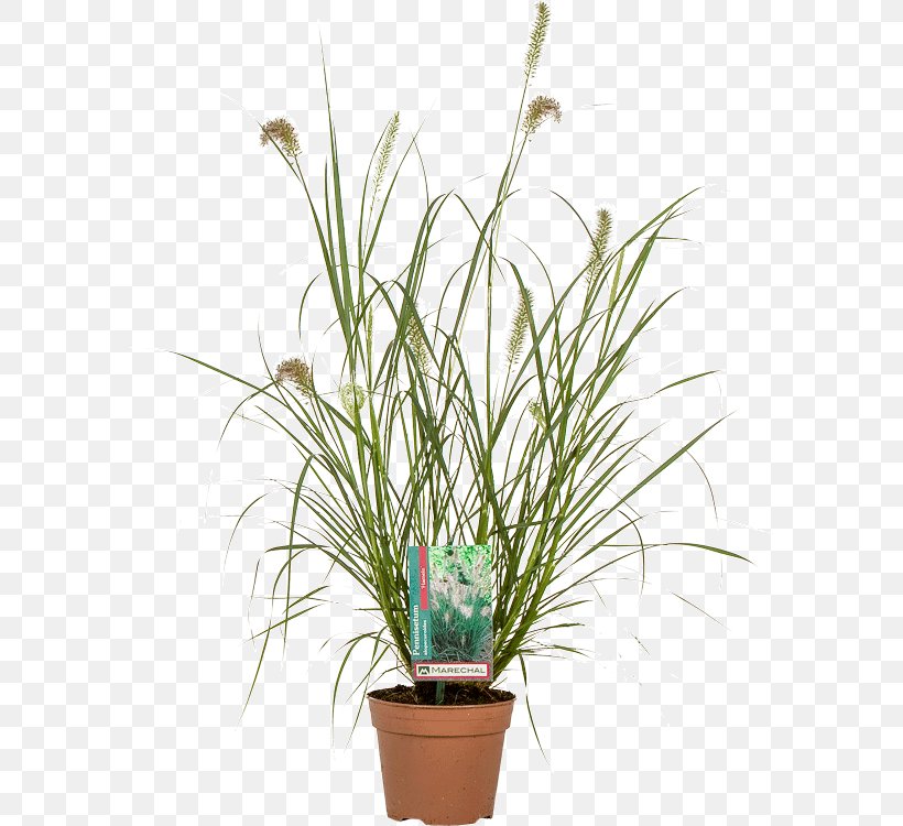 Flowerpot Chinese Fountain Grass Lampepoetsergras Houseplant Nursery, PNG, 613x750px, Flowerpot, Chinese Fountain Grass, Flower, Fountaingrasses, Garden Centre Download Free