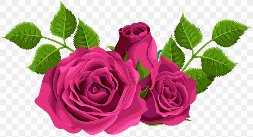 Garden Roses Centifolia Roses Clip Art, PNG, 8000x4325px, Centifolia Roses, Black Rose, Cut Flowers, Floral Design, Floristry Download Free