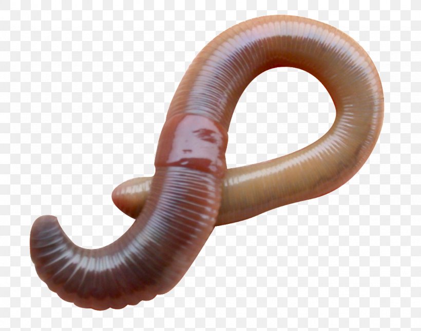 Earthworm Eisenia Fetida Vermicompost European Nightcrawler, PNG, 1024x807px, Worm, Annelid, Compost, Earthworm, Eisenia Download Free