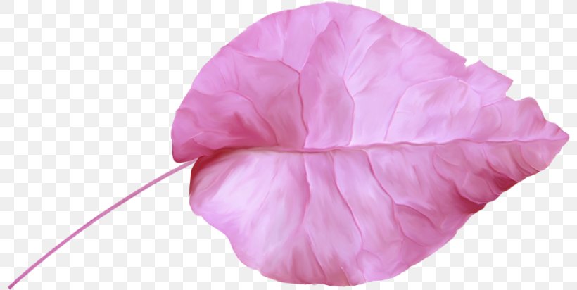 Petal Pink M Cut Flowers RTV Pink Flowering Plant, PNG, 800x412px, Petal, Cut Flowers, Flower, Flowering Plant, Magenta Download Free