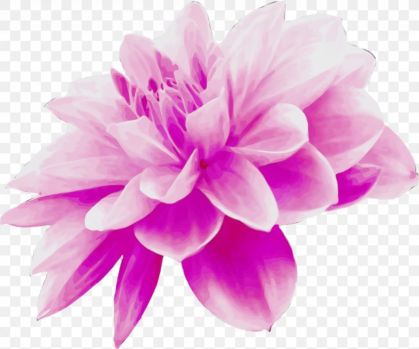 Petal Pink Violet Purple Flower, PNG, 1600x1334px, Watercolor, Dahlia, Flower, Lilac, Magenta Download Free