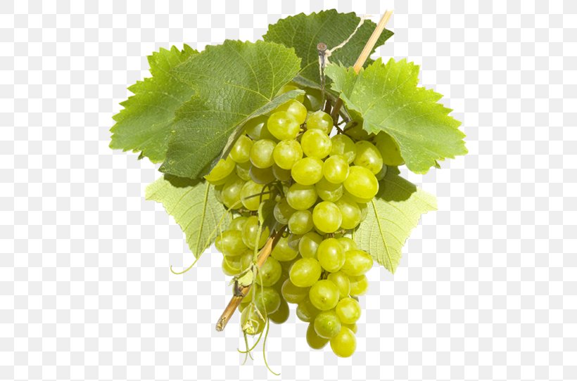 Sultana Common Grape Vine Wine Pisco, PNG, 530x542px, Sultana, Common Grape Vine, Food, Franciacorta, Franciacorta Docg Download Free