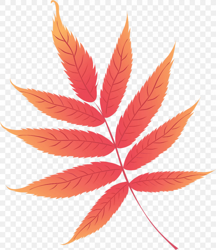Maple Leaf, PNG, 866x1002px, Maple Leaf, Leaf, Logo, Maple, Petal Download Free