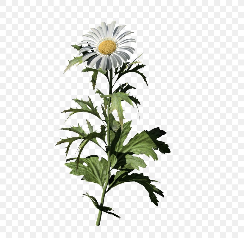 Oxeye Daisy Common Daisy Chrysanthemum Daisy Family Flower, PNG, 800x800px, Oxeye Daisy, Chamomile, Chamomiles, Chrysanthemum, Chrysanths Download Free