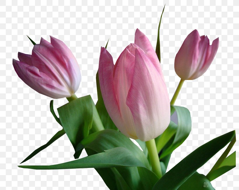 Tulip Floristry Cut Flowers Petal Plant Stem, PNG, 800x651px, Tulip, Bud, Cut Flowers, Floristry, Flower Download Free