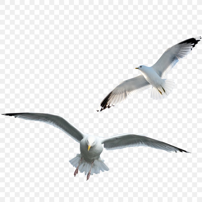 Gulls Clip Art Bird Image, PNG, 1417x1417px, Gulls, Animal, Beak, Bird, Charadriiformes Download Free