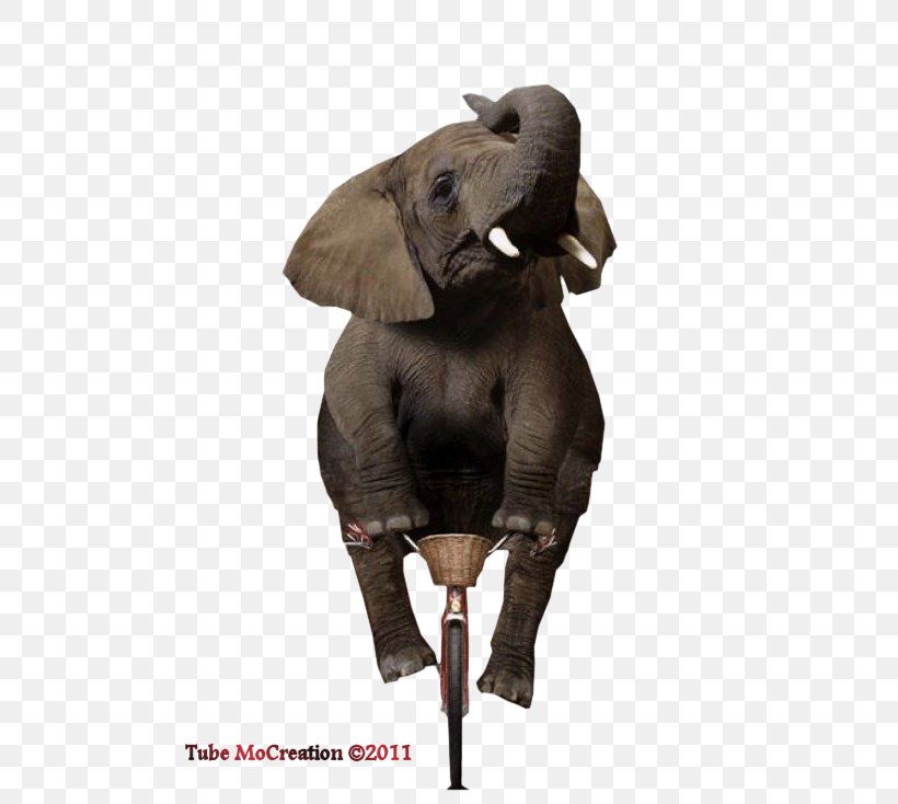Indian Elephant African Elephant Elephantidae Animal Wildlife, PNG, 520x734px, Indian Elephant, African Elephant, Animal, Bicycle, Elephant Download Free
