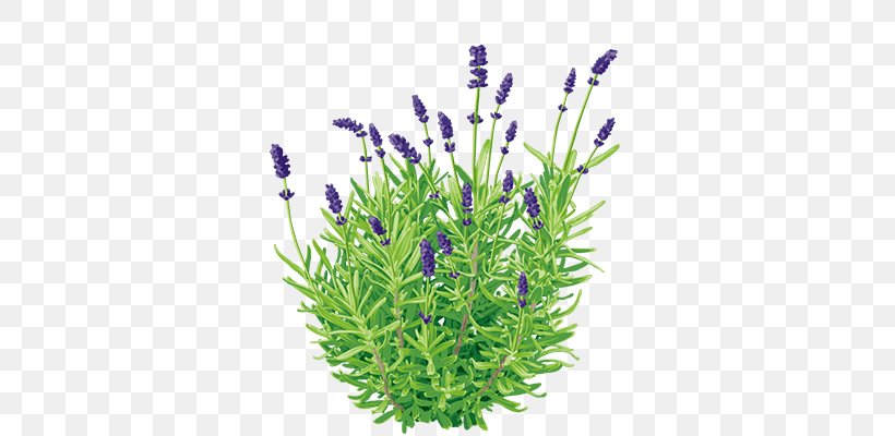 English Lavender Essential Oil Lavender Oil Perfume Aroma Compound, PNG, 800x400px, English Lavender, Aquarium Decor, Aroma Compound, Candle, Essential Oil Download Free