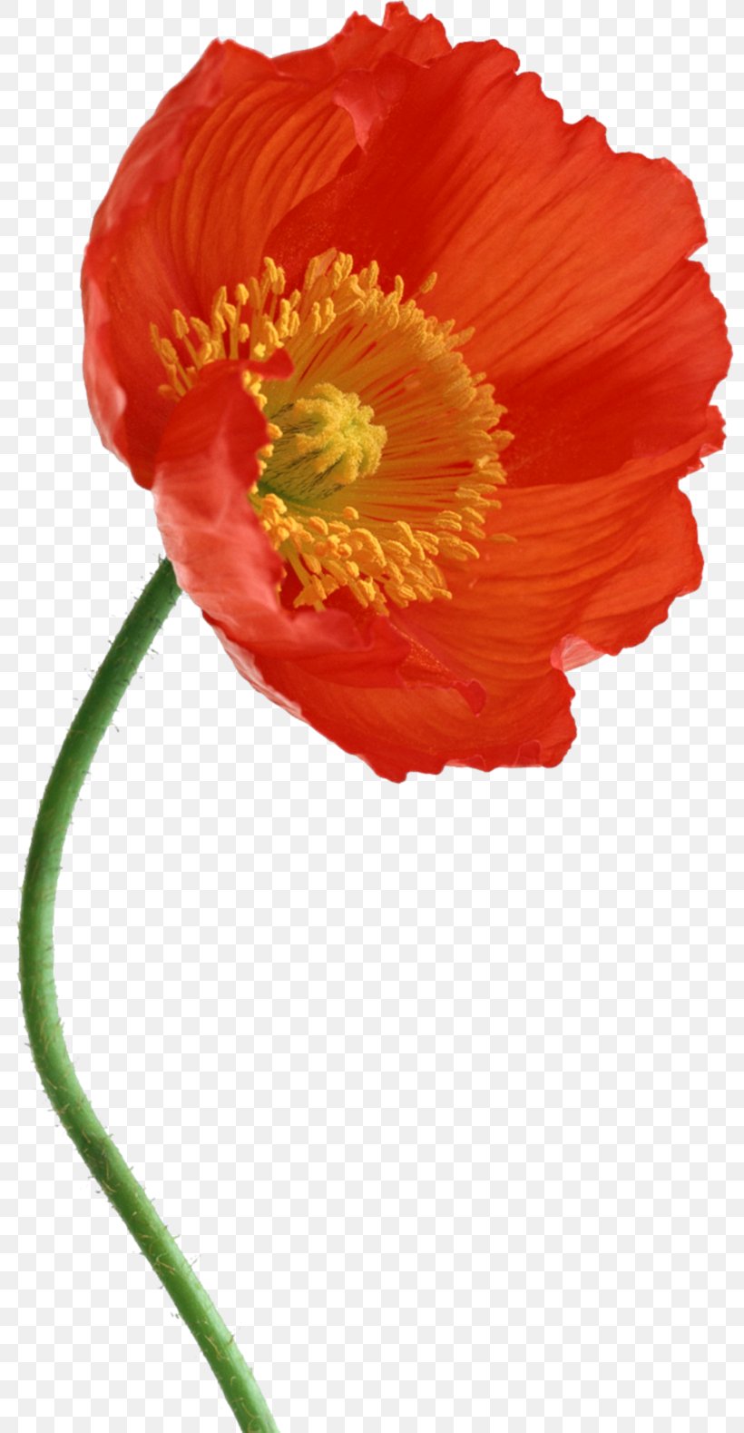 Flower Poppy Clip Art, PNG, 798x1578px, Flower, Black And White, Coquelicot, Digital Image, Dots Per Inch Download Free
