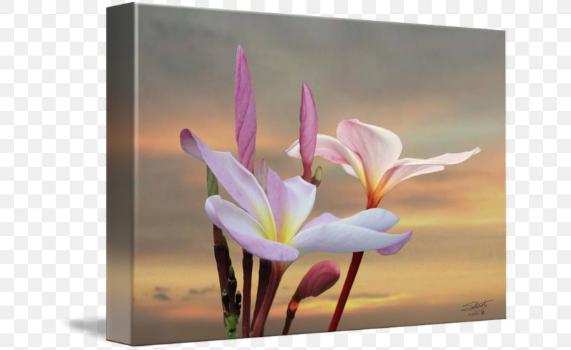 Gallery Wrap Wildflower Plant Photography, PNG, 650x504px, Gallery Wrap, Art, Canvas, Closeup, Flora Download Free