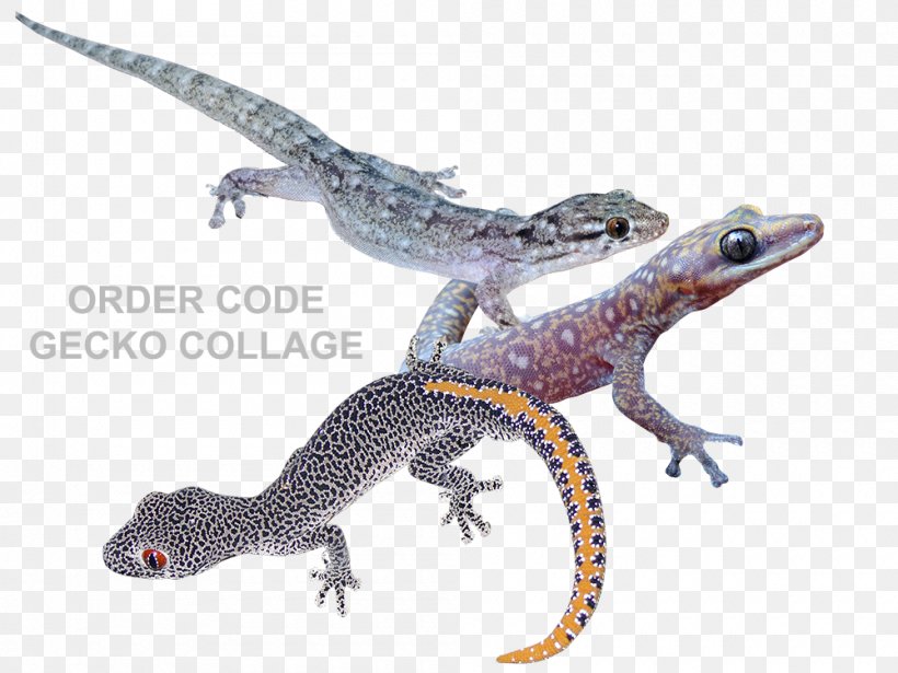 Gecko Reptiles In Focus Newt Amphibian, PNG, 1000x750px, Gecko, Agama, Amphibian, Animal, Collage Download Free