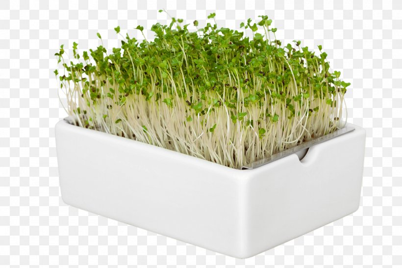Grass Flower, PNG, 1500x1000px, Microgreen, Alfalfa Sprouts, Bean Sprouts, Broccoli Sprouts, Commodity Download Free