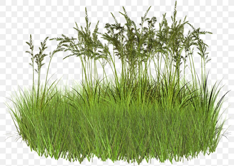 Green Grass, PNG, 800x584px, Herbaceous Plant, Chrysopogon Zizanioides, Dots Per Inch, Grass, Grass Family Download Free