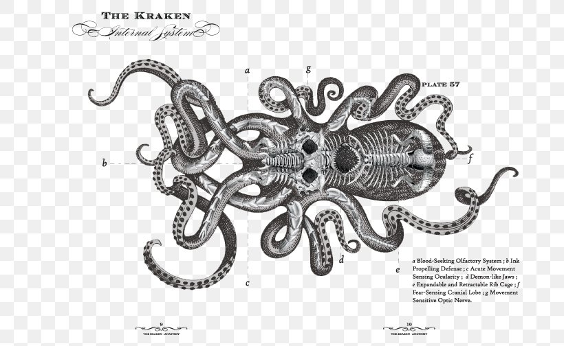 Kraken Rum Le Chant Du Kraken Octopus, PNG, 720x504px, Kraken Rum, Art, Black And White, Drawing, Illustrator Download Free