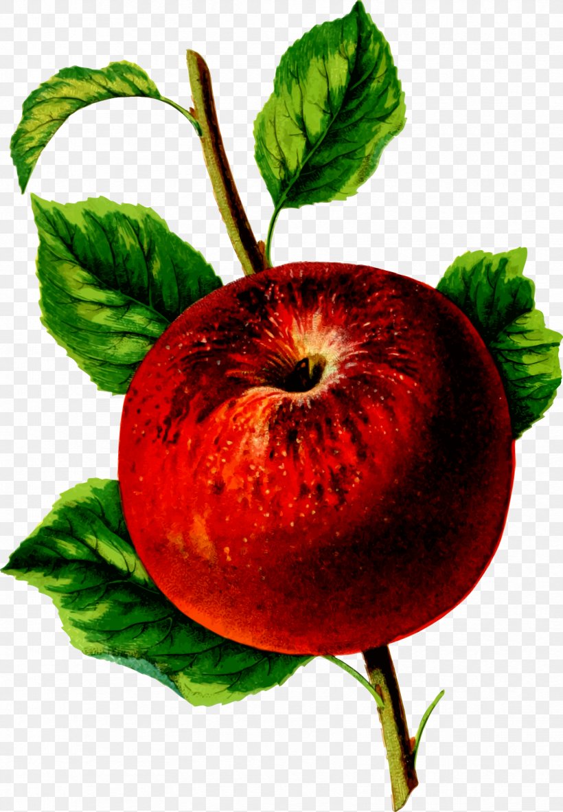 Food Canadian Horticulturist Drawing Clip Art, PNG, 1664x2400px, Food, Apple, Diet Food, Drawing, Fruit Download Free