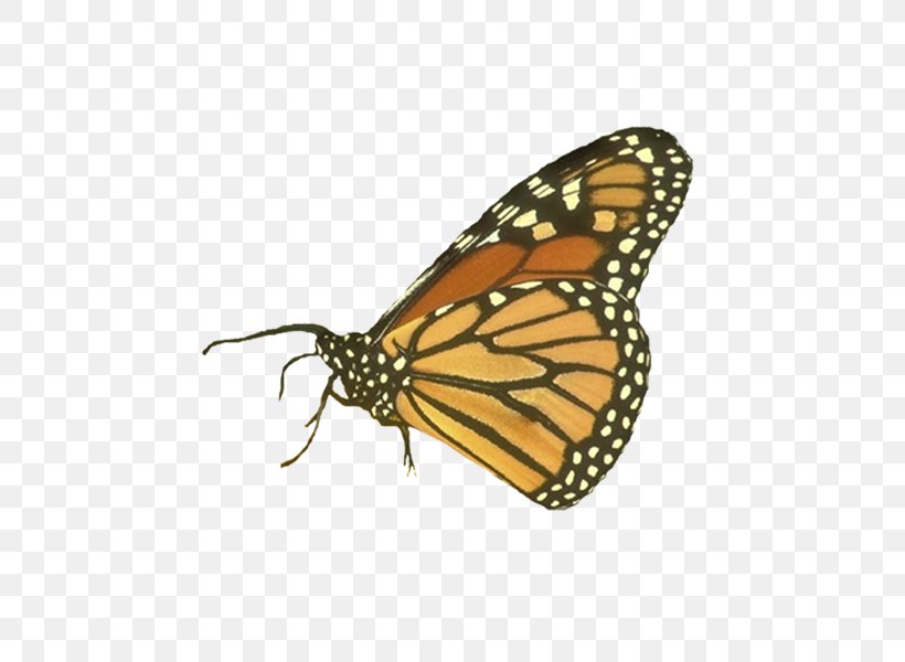 Monarch Butterfly Insect Symbol Inachis Io, PNG, 600x600px, Monarch Butterfly, Animal, Arthropod, Brush Footed Butterfly, Butterflies And Moths Download Free