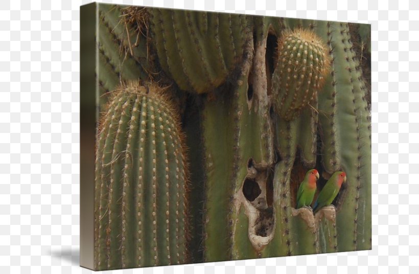 Nopal Strawberry Hedgehog Cactus Cactaceae Biome Tree, PNG, 650x536px, Nopal, Biome, Cactaceae, Cactus, Caryophyllales Download Free