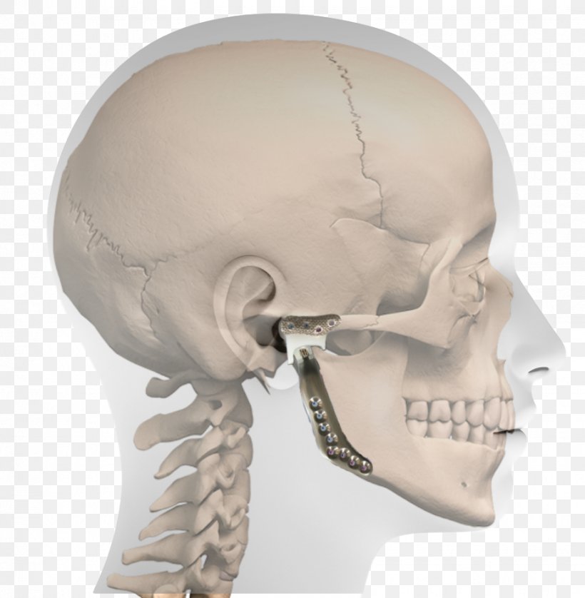 Nose Standard Anatomical Position Horizontal Plane Temporomandibular Joint Anatomy, PNG, 925x946px, Nose, Anatomy, Bone, Chin, Ear Download Free
