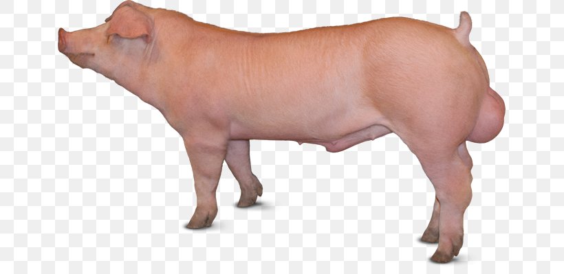 Piétrain Duroc Pig Large White Pig British Landrace Pig Danish Landrace Pig, PNG, 651x399px, Duroc Pig, Animal, Animal Breeding, Animal Figure, Breed Download Free