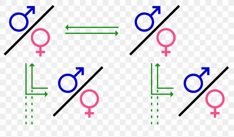 Polygamy Group Marriage Monogamy Gender Symbol, PNG, 1280x753px, Polygamy, Area, Blue, Brand, Diagram Download Free