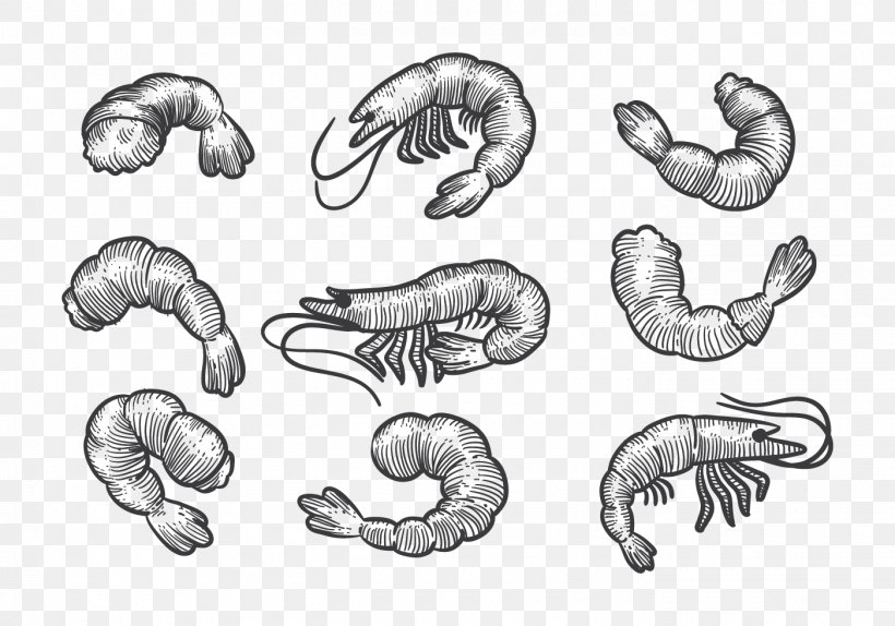Shrimp Drawing Sketch, PNG, 1400x980px, Shrimp, Artwork, Black And White, Bone, Carnivoran Download Free