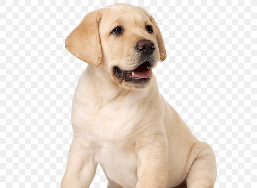 Labrador Retriever Puppy Dog Breed Companion Dog Guide Dog, PNG, 600x600px, Labrador Retriever, Blindness, Breed, Carnivoran, Companion Dog Download Free
