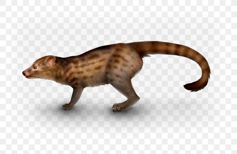 Cat Viverridae Dog Eocene Miacis, PNG, 800x533px, Cat, Carnivora, Carnivoran, Carnivore, Cat Like Mammal Download Free