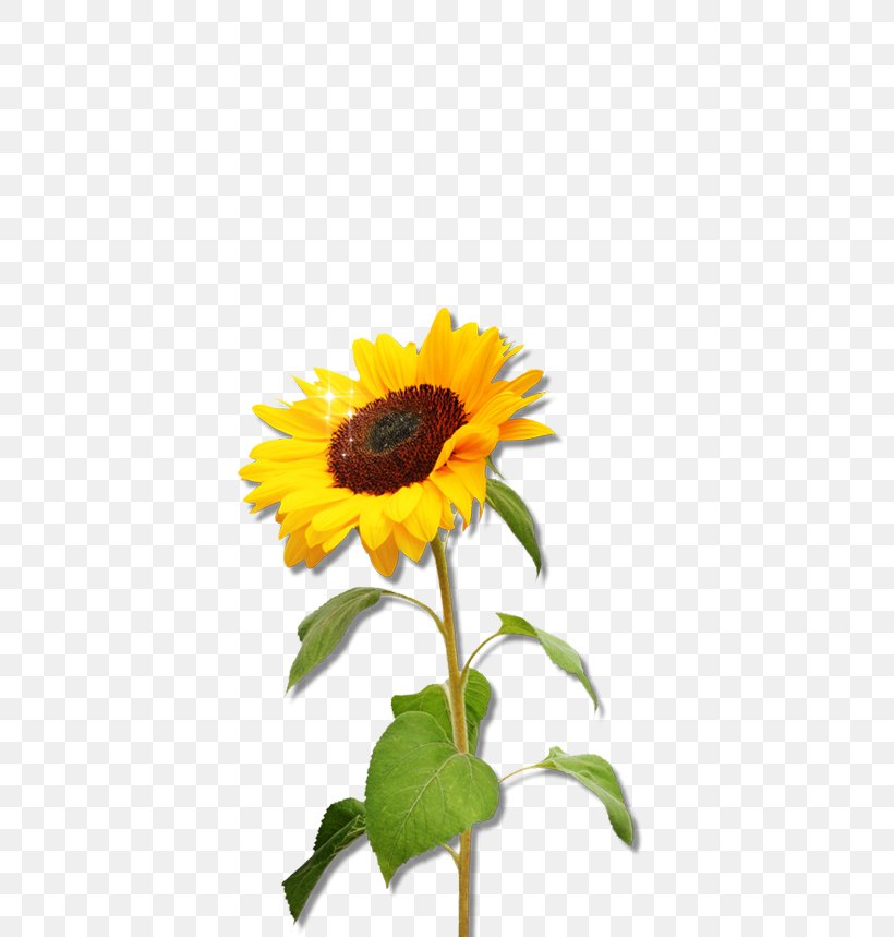 Common Sunflower Sunflower Seed Clip Art, PNG, 559x859px, Common Sunflower, Daisy Family, Floral Design, Floristry, Flower Download Free