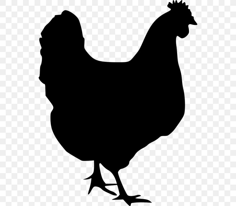 Houdan Chicken Polish Chicken Dorking Chicken Crèvecœur Chicken Cochin Chicken, PNG, 552x714px, Houdan Chicken, Beak, Bird, Black And White, Chicken Download Free