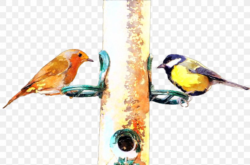 Picture Frames Watercolor Painting Finch Text, PNG, 1920x1272px, Picture Frames, Animal, Beak, Bird, Bird Food Download Free