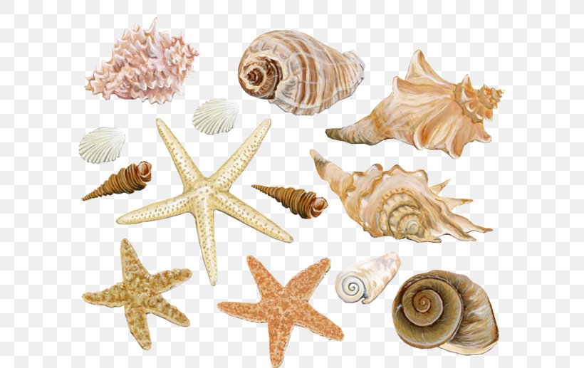Seashell Clam Conch Mollusc Shell, PNG, 600x517px, Seashell, Beach, Clam, Coast, Conch Download Free