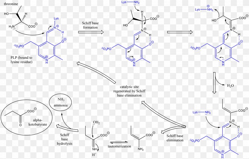 Threonine Ammonia-lyase Serine Dehydratase, PNG, 3365x2146px, Threonine Ammonialyase, Amino Acid, Ammonia, Area, Catalysis Download Free