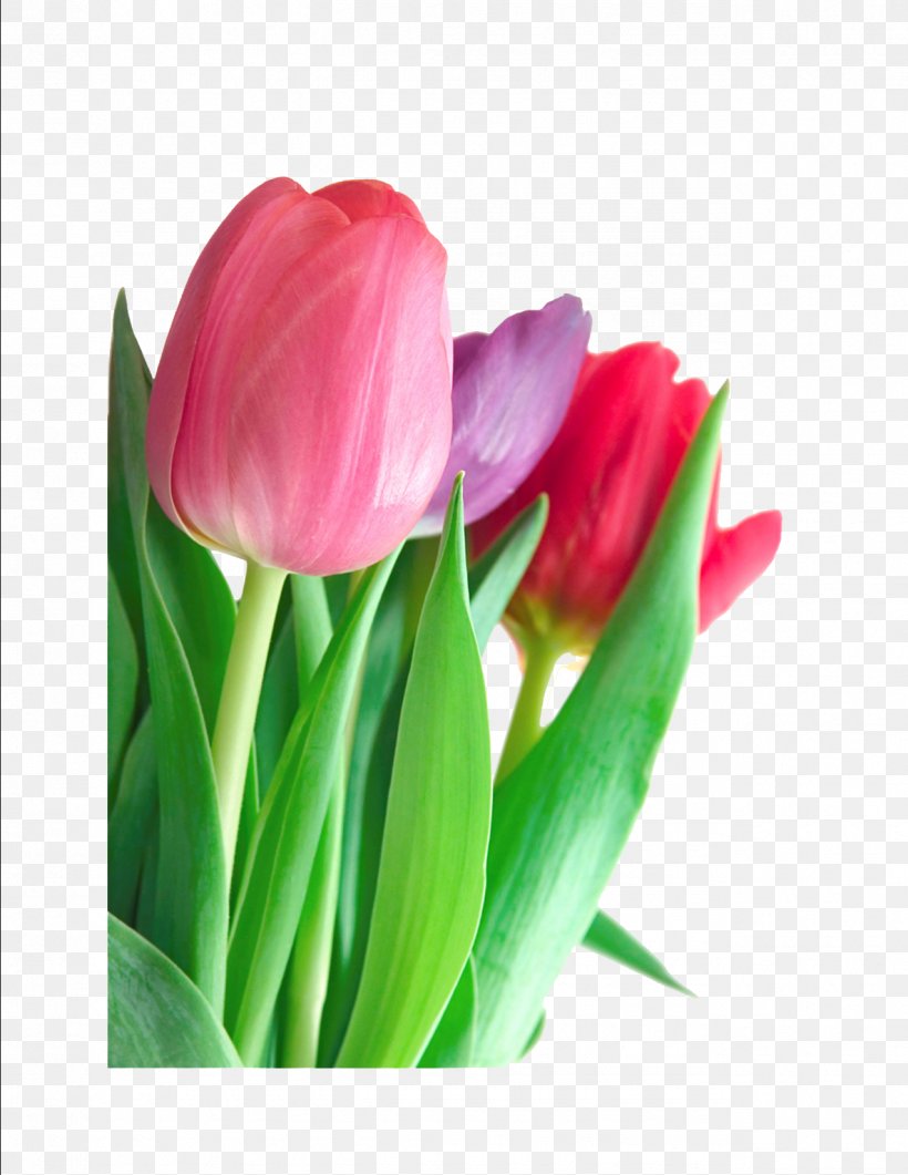 Tulip Flower Pink Clip Art, PNG, 1275x1650px, Tulip, Artificial Flower