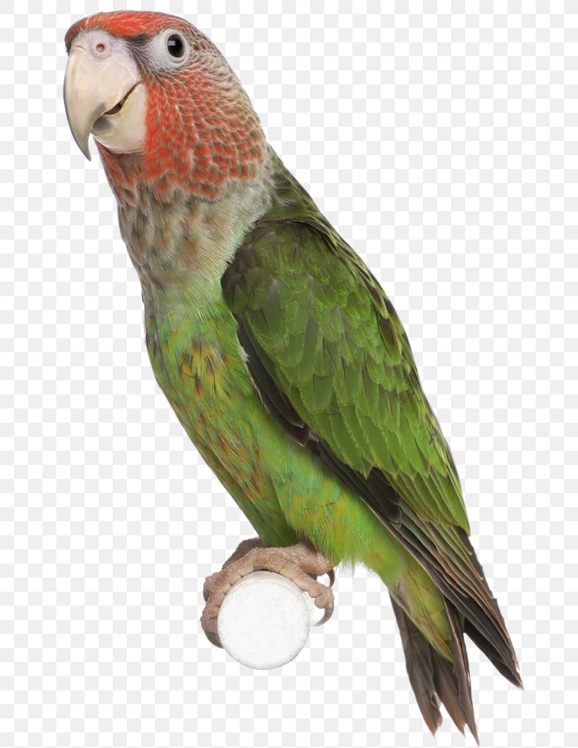 Bird Parrot Parakeet Clip Art, PNG, 670x1062px, Bird, Beak, Bird Nest, Common Pet Parakeet, Domestic Canary Download Free